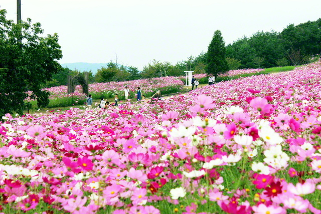 「花の駅せら」では、今年も色鮮やかなコスモスが咲き薫った(広島県世羅町)=中国支社・奥野真由美通信員