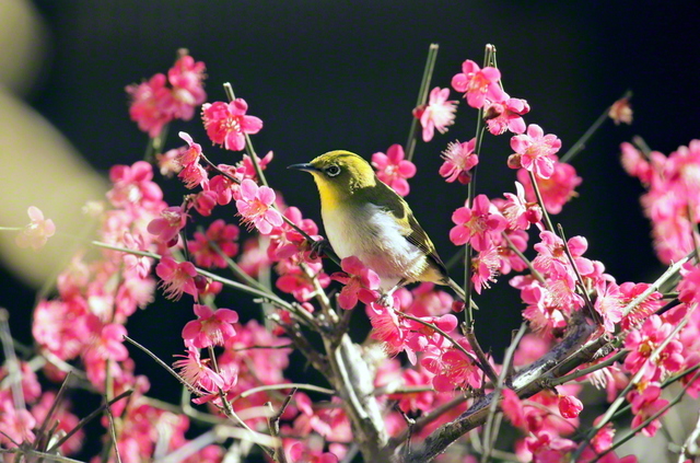 聖教新聞：池田先生（紙面）