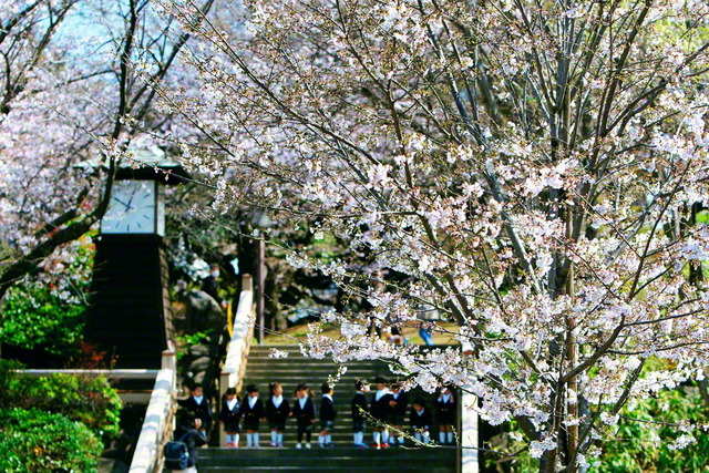北区の飛鳥山公園。春到来を喜ぶ子らの笑顔も満開に――。「『美しき人生』『素晴らしき人生』『後悔なき人生』を」。1994年4月、池田先生から贈られた指針を北区の同志は忘れない