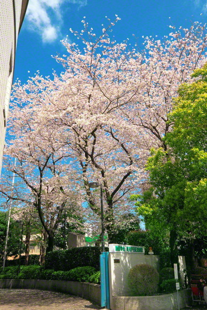 ソメイヨシノ発祥の地は豊島区内にある。桜をこよなく愛した戸田先生の名を冠した、巣鴨の東京戸田記念講堂。4年前の4月をはじめ、幾度も池田大作先生との共戦譜が刻まれた。講堂の桜が春本番の訪れを告げる