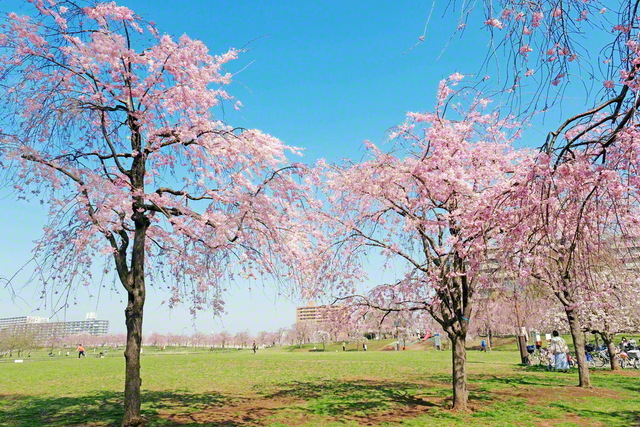 荒川区東尾久に広がる都立尾久の原公園。しだれ桜が約170本植樹され、原っぱは開放感であふれる。1957年(昭和32年)の夏季ブロック指導では、周辺の会場で池田先生と共に思い出の大会も
