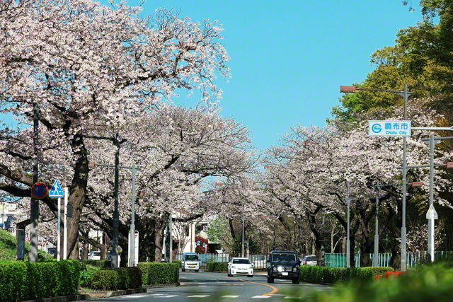 調布市と狛江市を通る、多摩川沿いの桜並木。1992年4月3日、池田先生は調布文化会館を訪れ、「常勝の/錦州城が/東京に/多摩川みつめて/宣言響きぬ」と調布総区の友に詠み贈った