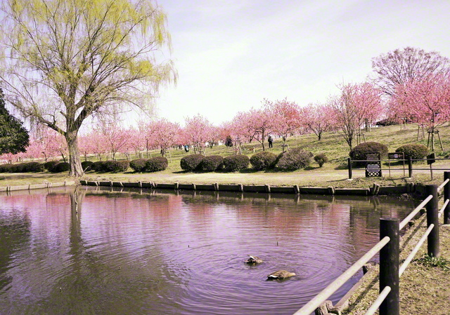 古河公方公園では約1500本のハナモモが来園者を和ませた。鮮やかなピンクが水面にも映る(茨城県古河市)=茨城支局・須田実通信員
