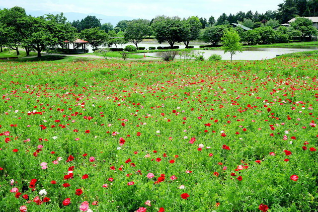 吹き抜ける風を受け、ポピーが優しく揺れていた(長野県飯島町)=長野支局・板山茂樹通信員
