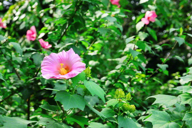 聖教新聞：池田先生