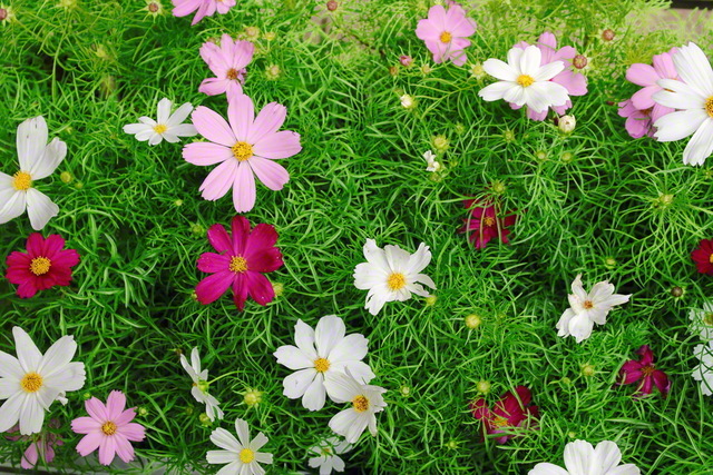 風の彩 花の調べ 池田大作写真集 池田理代子オフィシャルサイト