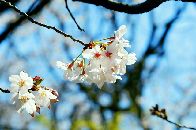 聖教新聞 池田先生
