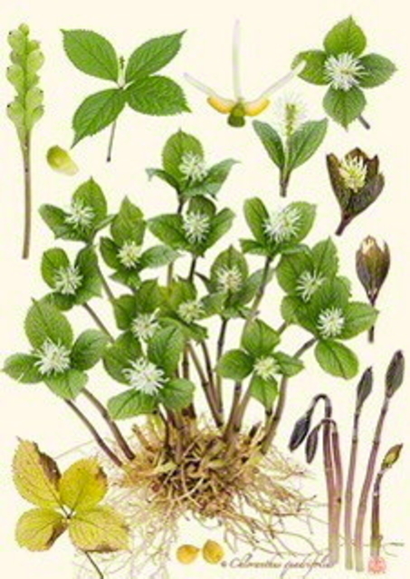 聖教新聞 文化 解説