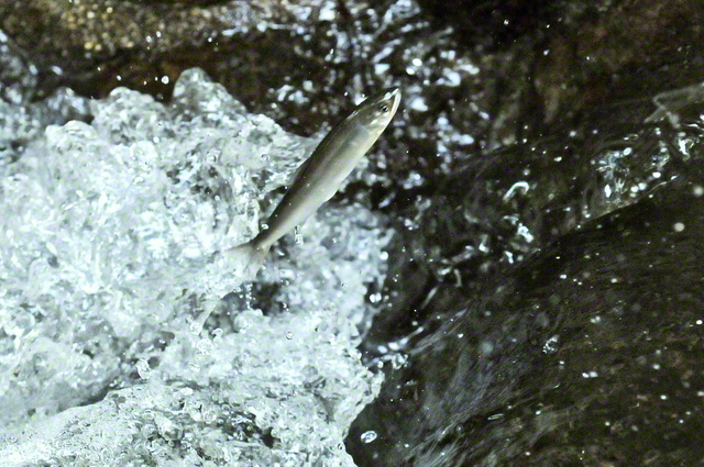 矢作川の越戸ダムに向かって階段状になっている魚道を勢いよく泳いで上がるアユ。力強く泳ぐ姿は、若武者のようにも(愛知県豊田市)=中部支社・桜井勝治通信員