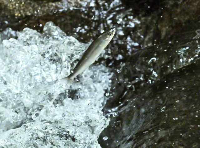 矢作川の越戸ダムに向かって階段状になっている魚道を勢いよく泳いで上がるアユ。力強く泳ぐ姿は、若武者のようにも(愛知県豊田市)=中部支社・桜井勝治通信員