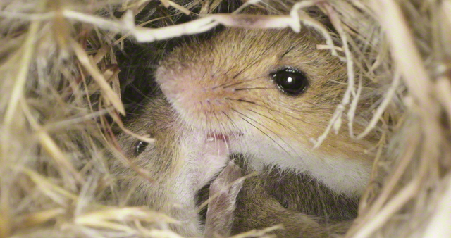 〈文化〉 日本一小さなネズミ 草原の中のカヤネズミ 福田幸広（しあわせ動物写真家）