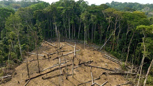 アフリカ各地で進む森林伐採　©Martin　Harvey/Getty　Images