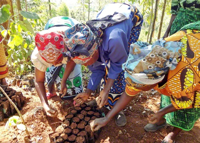 これまでアフリカで5000万本以上の木を植えてきた「グリーンベルト運動」　©Green　Belt　Movement