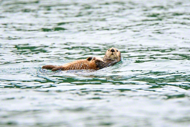 海に浮かぶ、絶滅危惧種のラッコ　©Satoru　S/Getty　Images