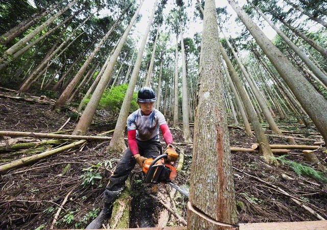 中竹さんが手際よく伐採を進める。1日で200本もの木を切ることも。作業の終盤には、うっそうとした森林に光が差す。景色を一変させる「林業」という仕事に情熱を注ぐ