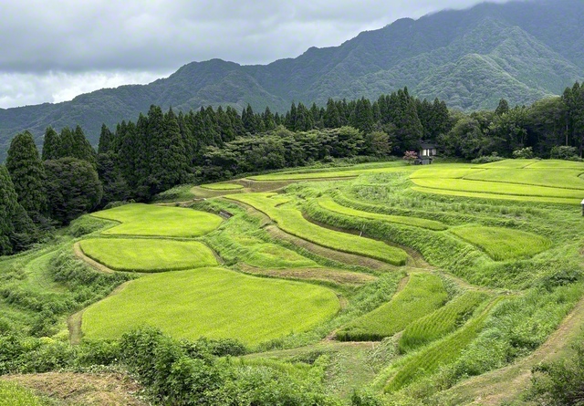 日本の棚田百選にも選定されている「うへ山の棚田」（兵庫県香美町）＝兵庫支局・中田成紀通信員