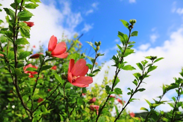 　青空に向かって勢いよく枝を伸ばすムクゲ。次々と花を咲かせた（長野県信濃町）＝長野支局・小林充通信員