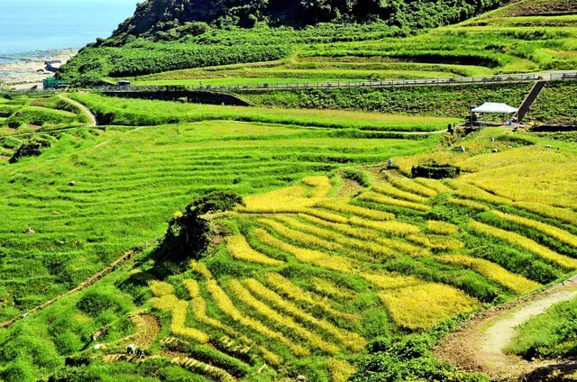 石川県輪島市の白米千枚田。能登半島地震で甚大な被害を受けつつも、一部のエリアでは稲を栽培し、収穫することができた＝石川支局・表淳一通信員