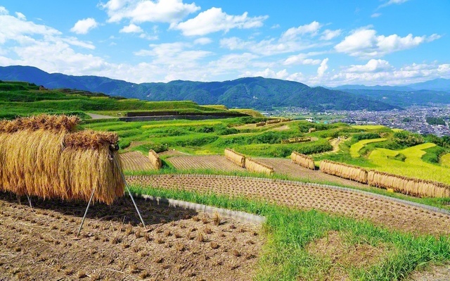 古くから名所として知られてきた姨捨（おばすて）の棚田（長野県千曲市）。棚田の名勝、棚田百選や重要文化的景観にも認定されている＝長野支局・森田昭治通信員