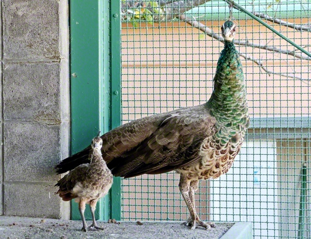 ヒナ鳥の「ビクトリーちゃん」㊧が親鳥と共に