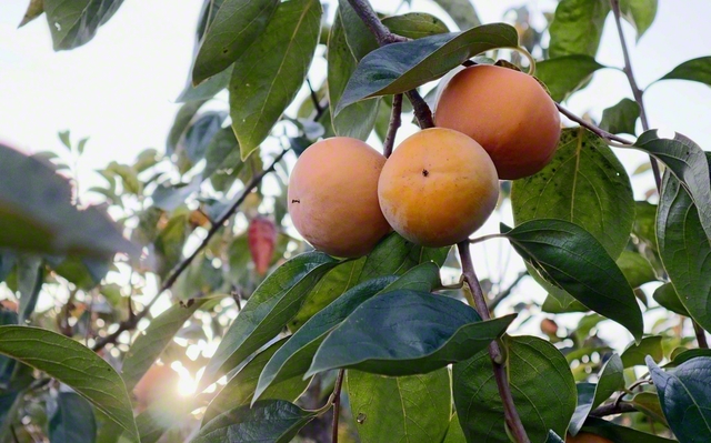 秋の陽光に照らされる茨城県石岡市の果樹園。「甘柿の王様」と呼ばれる富有柿が旬を迎えている＝茨城支局・友部明徳通信員