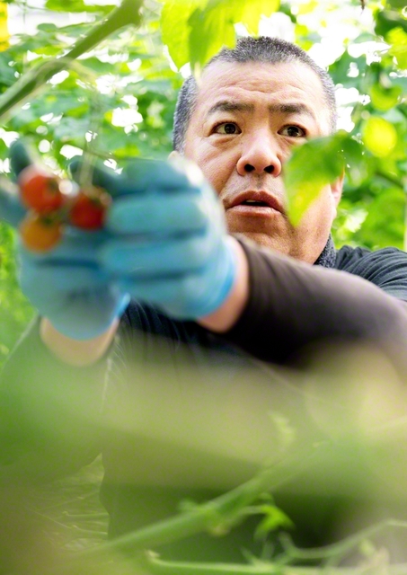 大町さんは、一つ一つの作業を真剣に、丁寧に。作ったミニトマトは「甘い」と人気