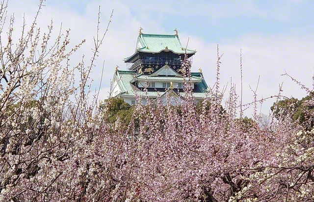 早春に咲き薫る大阪城公園の梅林。色とりどりの花が訪れる人の心を和ませる（大阪市中央区）＝大阪・多木奈緒美通信員