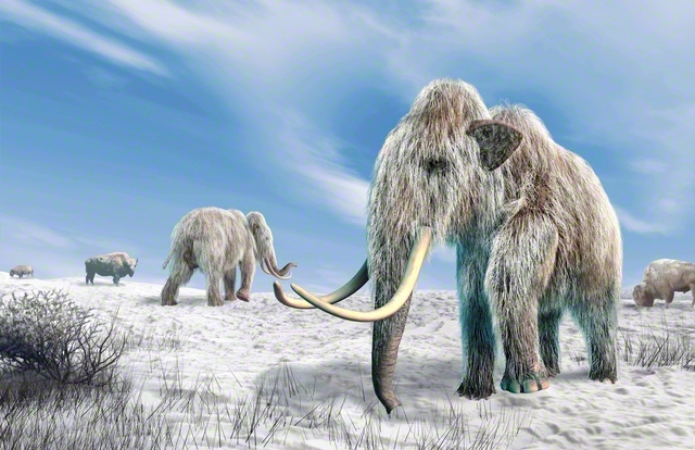 マンモスを復活させて寒冷地の生態系をよみがえらせる？（Science　Photo　Library/アフロ）