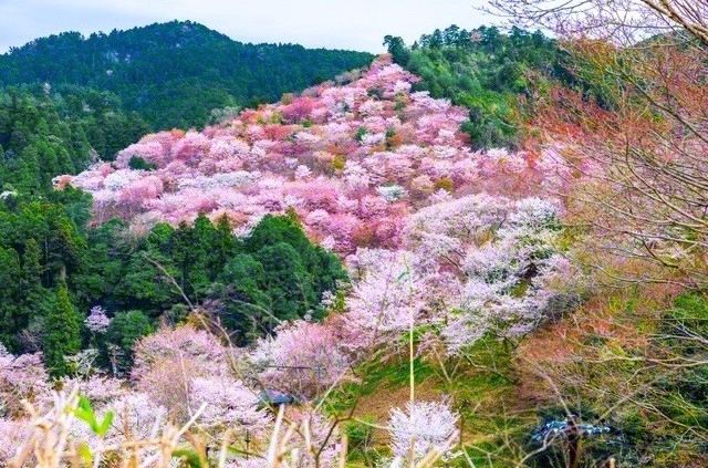 奈良・吉野山の千本桜。「多くの花の中にも、ある一種類が特殊の人種に親密の関係を有し、もって特別の感化をおよぼすものあり。（中略）日本人の桜花におけるがごときこれなり」と牧口先生（mono/PIXTA）