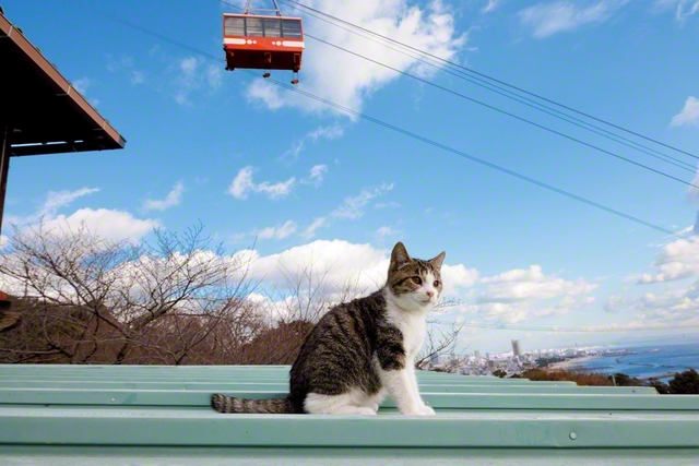 青空と「須磨浦ロープウェイ」を背景に、屋根の上で日向ぼっこ（兵庫・神戸市）　©Mitsuaki　Iwago