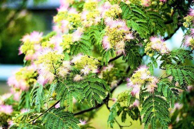 ネムノキの花は「花合歓」とも言い、夏の季語