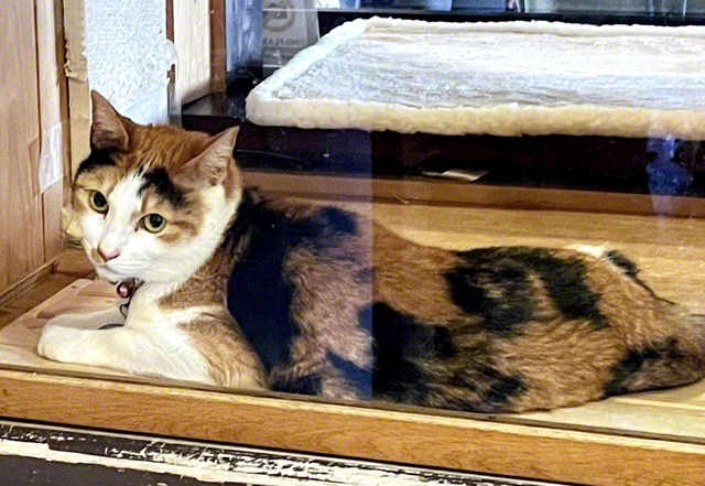 現駅長のごたまは縁起の良いカギ尻尾を持つ
