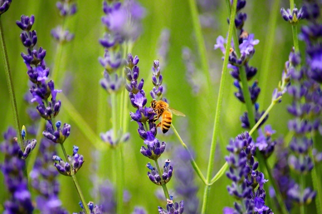鮮やかな紫色の花を咲かせるラベンダー。ハチもその香りに誘われて（山形県寒河江市）＝山形・宮林春彦通信員