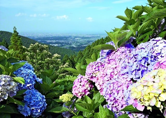 荒平山森林公園の色鮮やかなアジサイ。かなたには、宮崎市内や日向灘が（宮崎市）