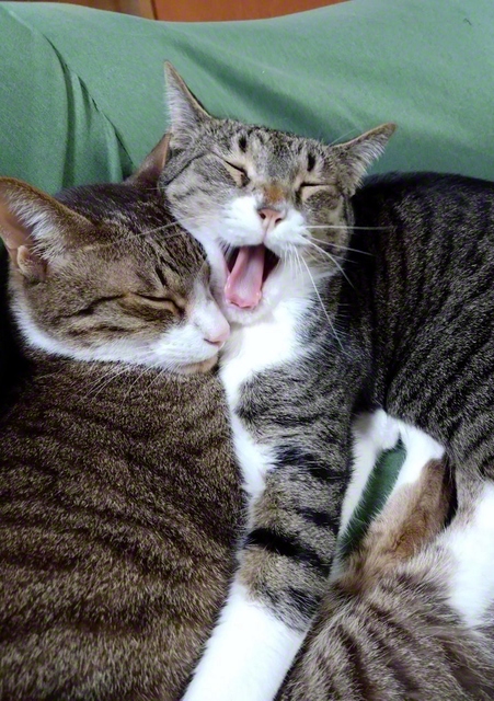 【起こさにゃいで～】　こまち、はなび（静岡市駿河区）