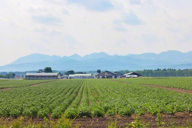 上士幌町内には、牛の飼料となるデントコーンや、じゃがいもなどの畑が、あちこちに広がる