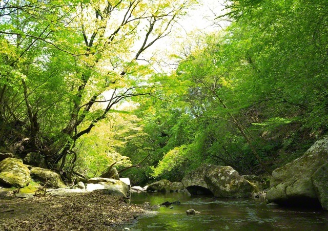 筑後川の源流域のマゼノ渓谷（熊本県南小国町）。岩肌を洗う清流と生い茂る広葉樹が鮮やかなコントラストを演出する＝熊本・中村彰利通信員