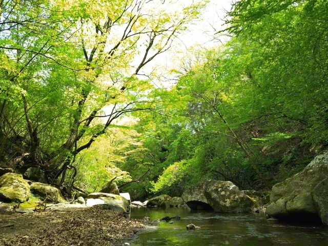 筑後川の源流域のマゼノ渓谷（熊本県南小国町）。岩肌を洗う清流と生い茂る広葉樹が鮮やかなコントラストを演出する＝熊本・中村彰利通信員