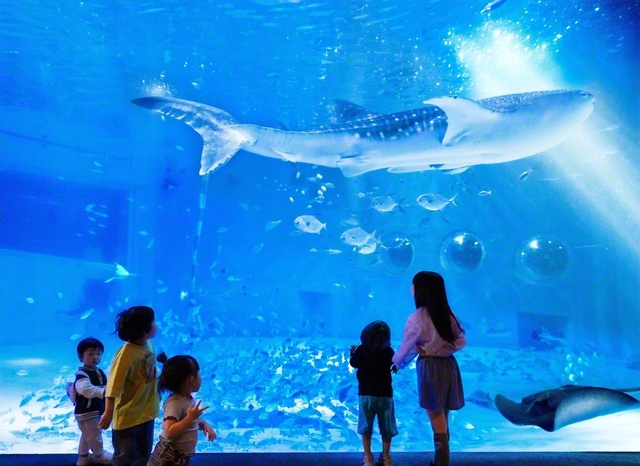 「ジンベエザメ館　青の世界」。日本海側の水族館としては唯一ジンベエザメを飼育する同水族館のシンボルとなる展示だ