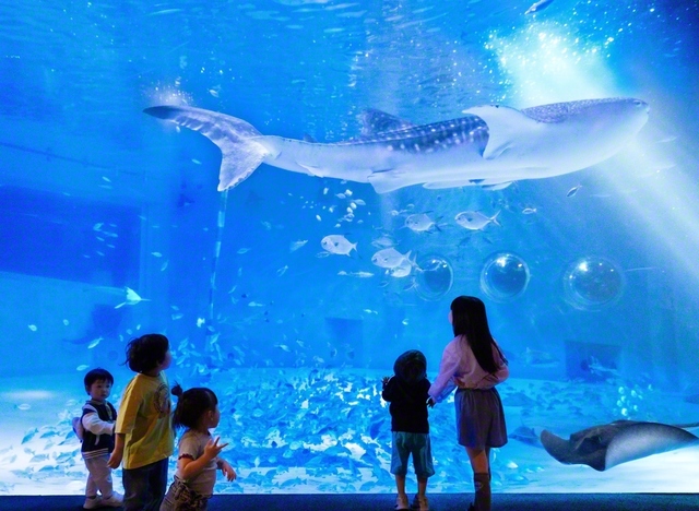 「ジンベエザメ館　青の世界」。日本海側の水族館としては唯一ジンベエザメを飼育する同水族館のシンボルとなる展示だ