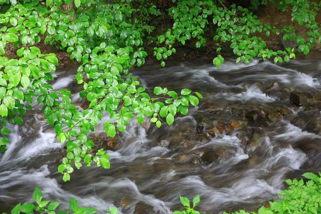 爽やかな渓流。水しぶきを受けた木の葉はより鮮やかに（長野県立科町）＝長野・小林充通信員