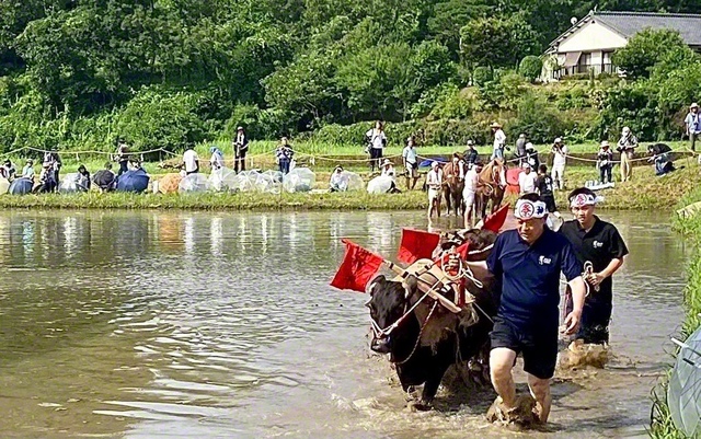 “牛馬入れ”を体験する内藤（手前）　©ytv