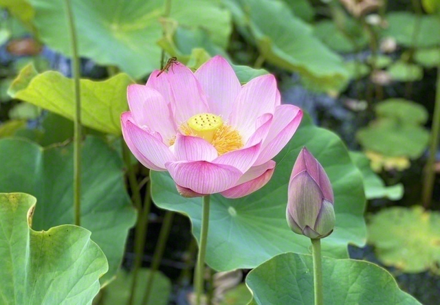 山刀伐（なたぎり）ハス園（山形県尾花沢市）で優雅に開花したハス。花言葉の一つに「清らかな心」と＝山形・塙広一通信員