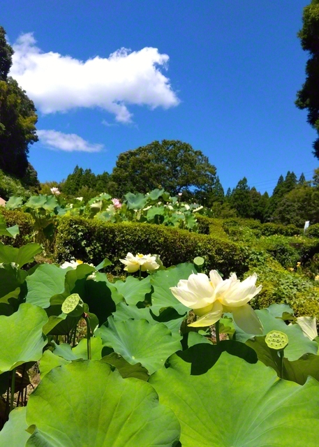 暑さに負けず、清らかな花を咲かせた古代ハス（熊本県山鹿市）＝熊本・原口雄二通信員