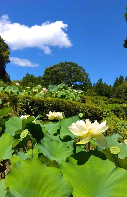 暑さに負けず、清らかな花を咲かせた古代ハス（熊本県山鹿市）＝熊本・原口雄二通信員