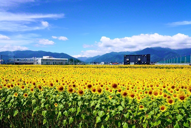 夏空の下、元気いっぱいに咲く一面のヒマワリ（長野県松本市）＝長野・森田昭治通信員