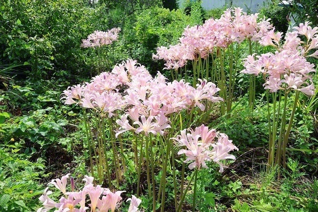 山形・上山市内の武家屋敷通りに咲くリコリス。花の名前はギリシア神話の海の女神の名が由来とされている