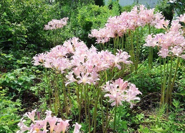 山形・上山市内の武家屋敷通りに咲くリコリス。花の名前はギリシア神話の海の女神の名が由来とされている