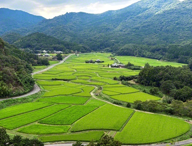 青々とした稲が広がった「田染荘」（大分県豊後高田市）。2013年に世界農業遺産に認定されている＝大分・田中亨一通信員