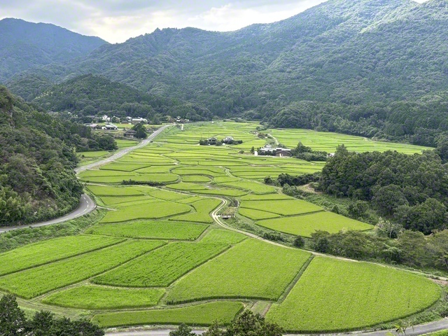 青々とした稲が広がった「田染荘」（大分県豊後高田市）。2013年に世界農業遺産に認定されている＝大分・田中亨一通信員
